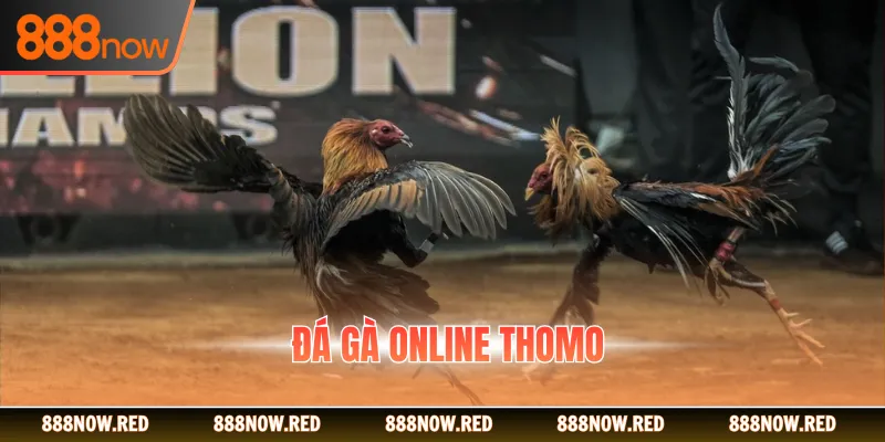 Đá Gà Online Thomo - Đa Dạng Chiến Kê, Tỷ Lệ Cược Hấp Dẫn