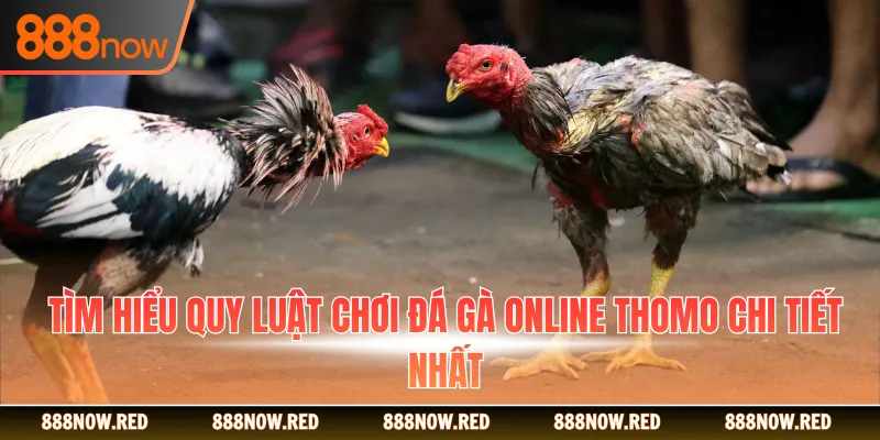 Tìm hiểu quy luật chơi đá gà online Thomo chi tiết nhất